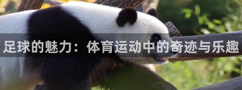 ug环球官网登录入口：足球的魅力：体育运动中的奇迹与乐趣
